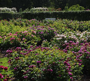 Swedish Garden