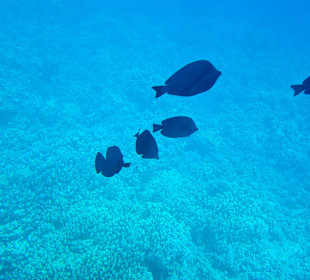 Seascope Semi-U-Boot