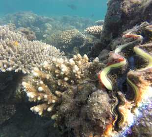 Schnorcheln Hurghada