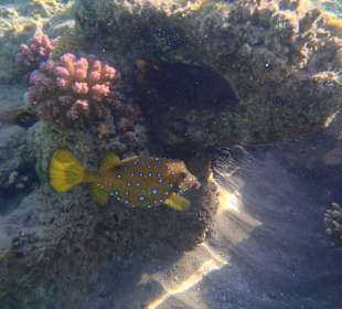 Kugefisch am Hausriff