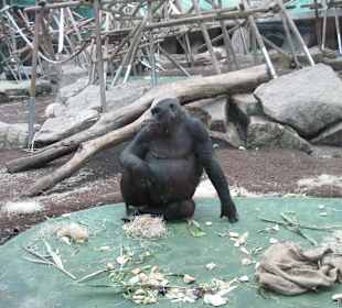 Gorilla im Affenhaus