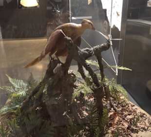 Dinosaurier Museum Altmühltal