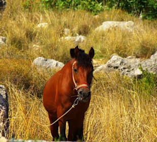 Burg von Alanya (Ic Kale) An&/Abfahrt