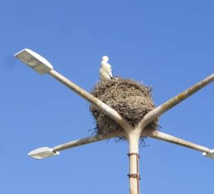Brütende Störche am Platz Dom Francisco Gomes
