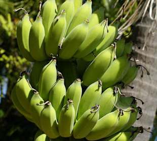 Bananowiec