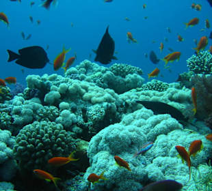 Riff mit Bewohnern