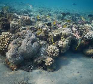 Am Anfang des Babyriffs