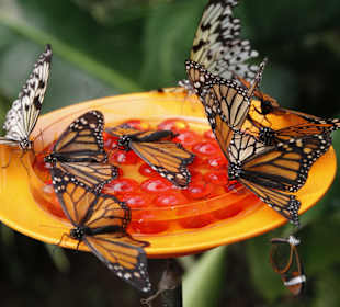 Schmetterlinge beim Essen