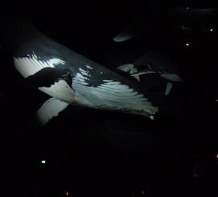 Halle Riesen der Meere