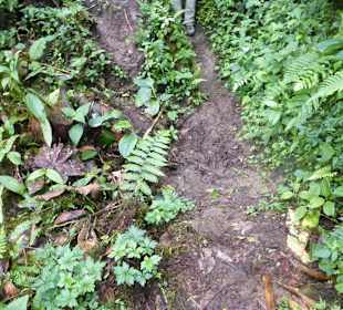 Wanderung durch den Nebelwald/Regenwald