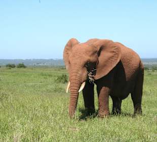 Addo Elephant Park