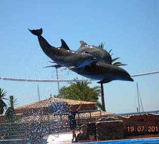 Delfinarium-wycieczka fakultatywna