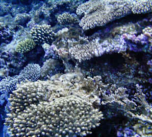 Korallenriff am Hotel