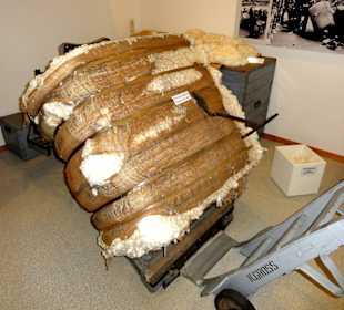 Baumwolle in Bremerhaven