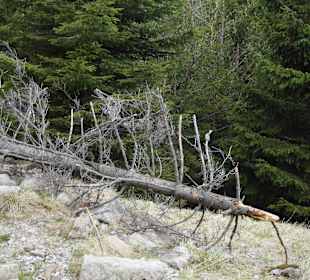 Berg Schneekoppe/Śnieżka