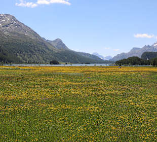 Blumenwiese mit Silsersee