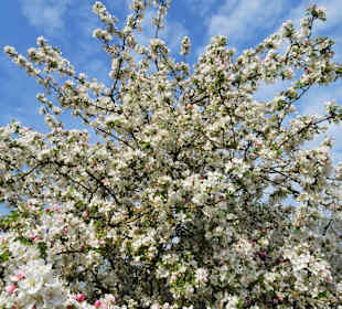 Obstbaumblüte im Baumpark Thedinghausen
