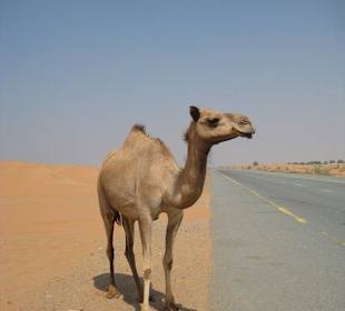 Ausflug in die Wüste Dubais