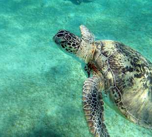 Schnorcheln Abu Dabbab