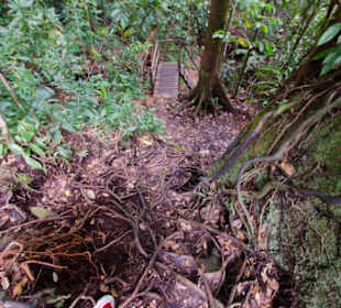 Auf dem Dschungeltrail