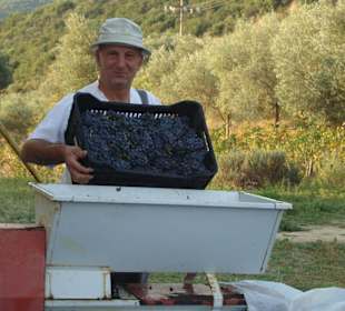 Unsere Weintrauben von der Sonne verwöhnt.