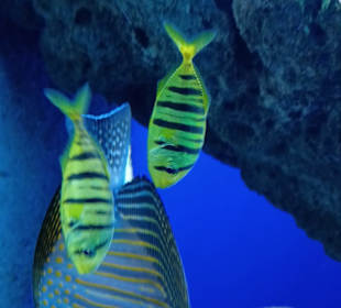 Ozeanarium Miedzyzdroje