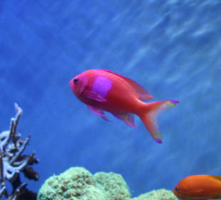 Monterey Bay Aquarium 