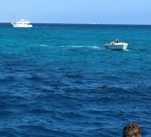 Zobaczyliśmy delfinki - hurra !!