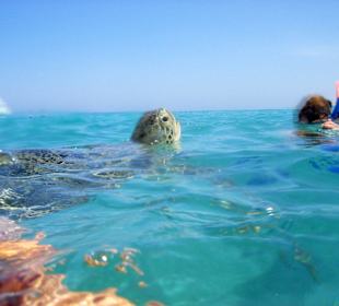 Schnorcheltour Blaue Reise