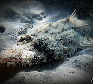 Schnorcheln Makadi Bay