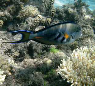 Fisch im Korallenriff vor dem Hotel Grand Seas Hostmark Reso