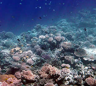 Korallenriff