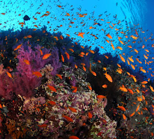 Schnorcheln Sharm el Sheikh