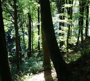 Wanderung durch die Kleine Luxemburger Schweiz