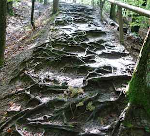 Wurzelweg