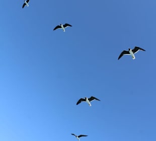 Möven begleiteten unser Boot