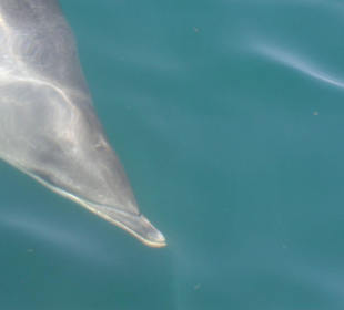 Delphin