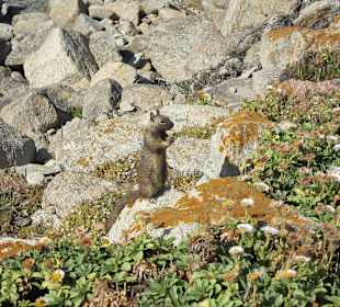 17 Miles Drive Erdmännchen