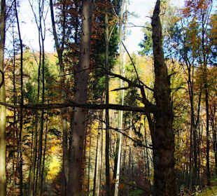 Toter Baum Wanderung