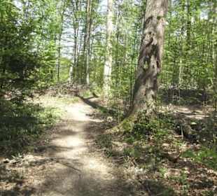 Wanderweg Hochgehwachsen