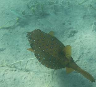 Und diesen Kofferfisch auch