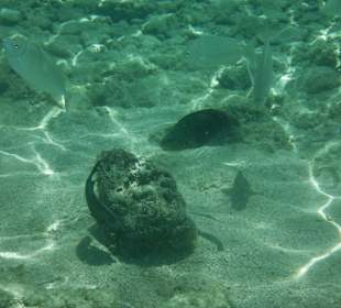 Hausriff, rechts von der Marina