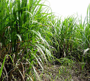 Zuckerrohr-Felder um Port-Louis