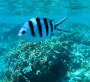 Schnorcheln Makadi Bay