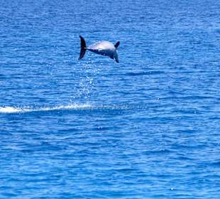 Springender Delphine