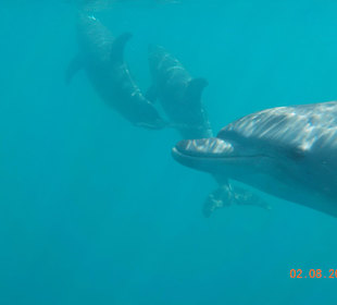 Delfin, der sich ins Bild geschummelt hat