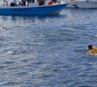 Schwimmen mit Delfinen