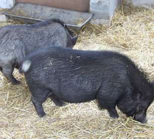 The Amish Village Lancaster Pennsylvania