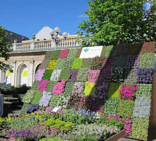 Blumenmarkt auf dem Walterplatz