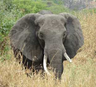 Elefant im Tarangire NP